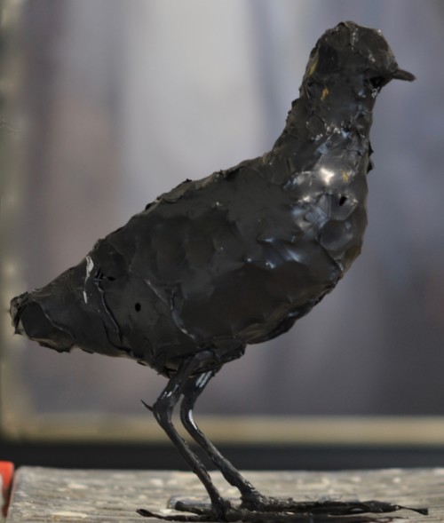 Blackbird/ waterhoen