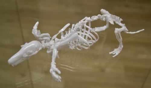 Mol skelet