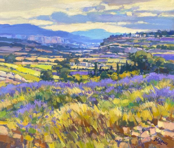 Lavendel in Vaucluse