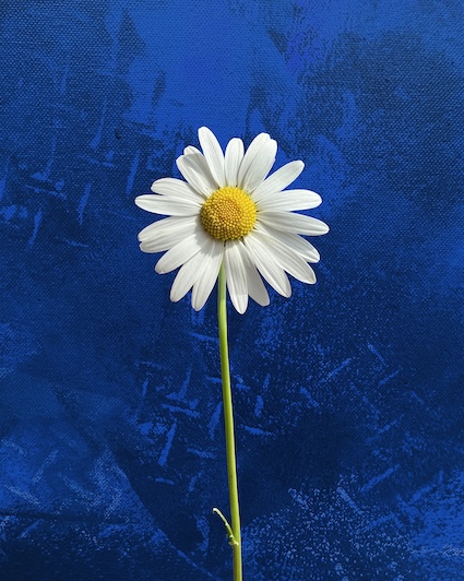 Witte bloem op blauw
